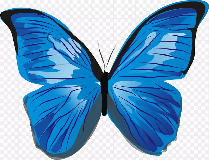 蝴蝶插图-蓝色蝴蝶PNG图像