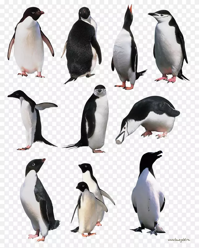 多里安灰企鹅书图片通心粉企鹅图册-企鹅png图像