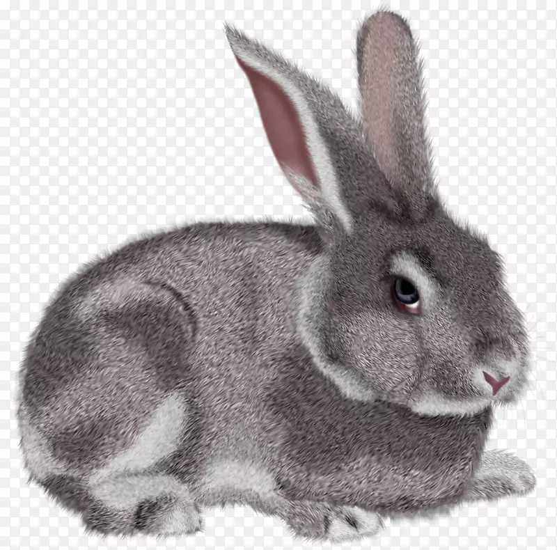 兔剪贴画-灰兔PNG剪贴画