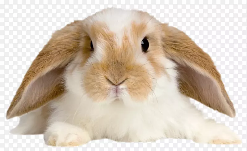 荷兰洛普雷克斯兔荷兰矮人兔棕兔-可爱的兔子透明PNG图片
