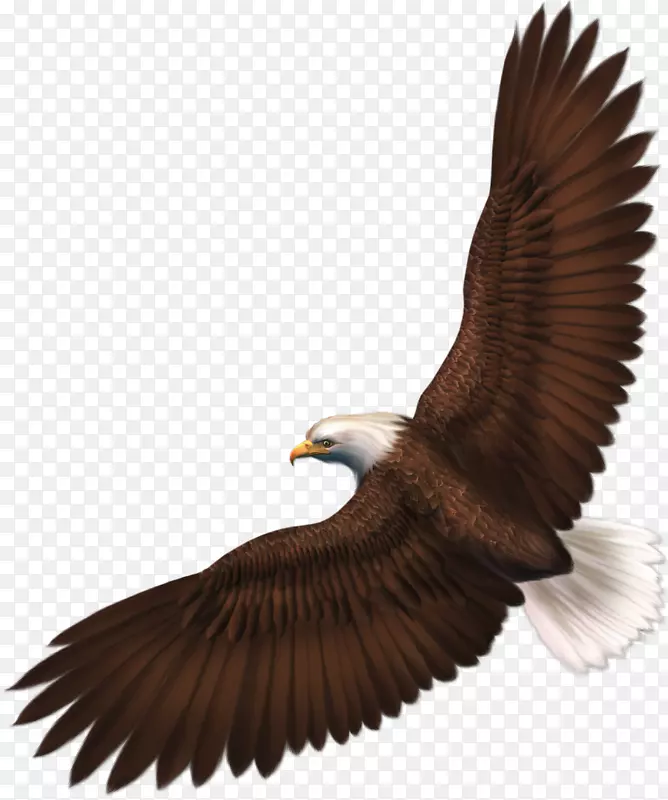 鹰夹艺术-透明鹰PNG图片
