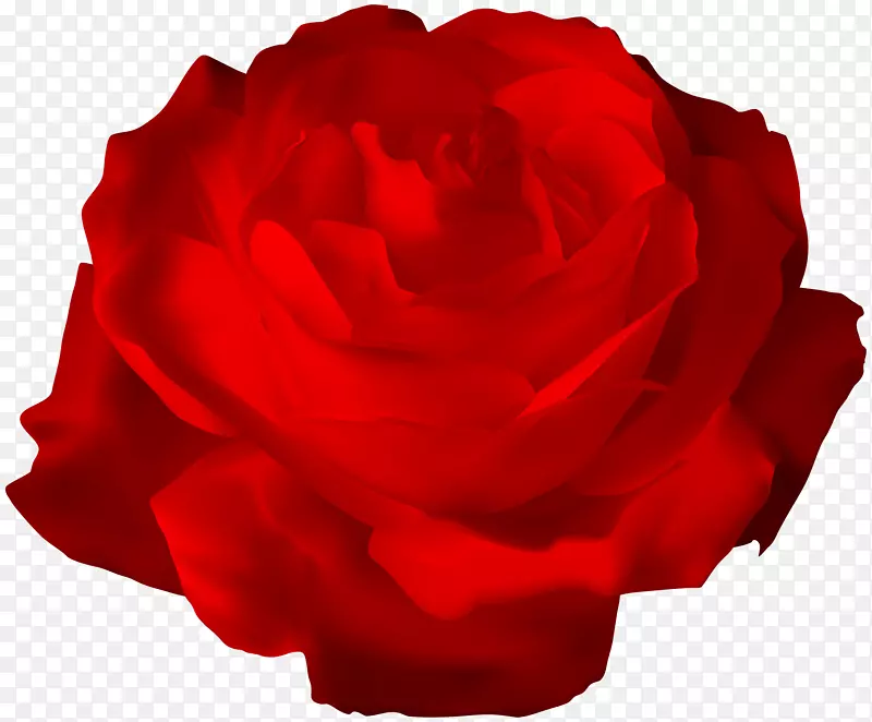花园玫瑰、蜈蚣玫瑰、花卉花瓣、红玫瑰、透明PNG剪贴画图像