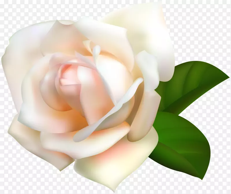 花园玫瑰、蜈蚣玫瑰、粉色剪贴画-白色玫瑰透明PNG图像