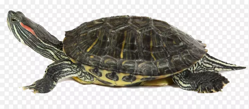 箱形龟常见的龟-海龟PNG