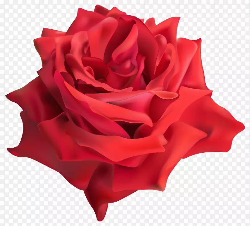 花园玫瑰剪贴画-玫瑰红PNG透明剪贴画图像
