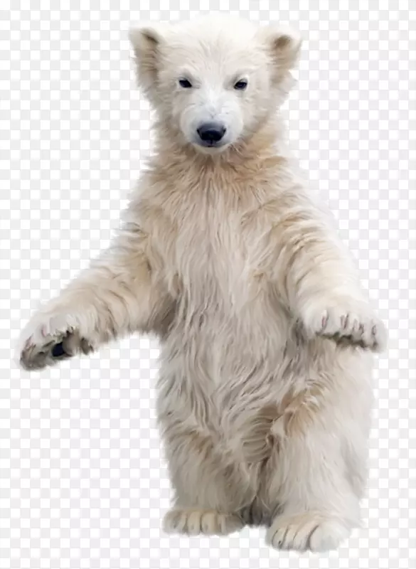 北极熊科迪亚克熊亚洲黑熊剪贴画-北极熊PNG