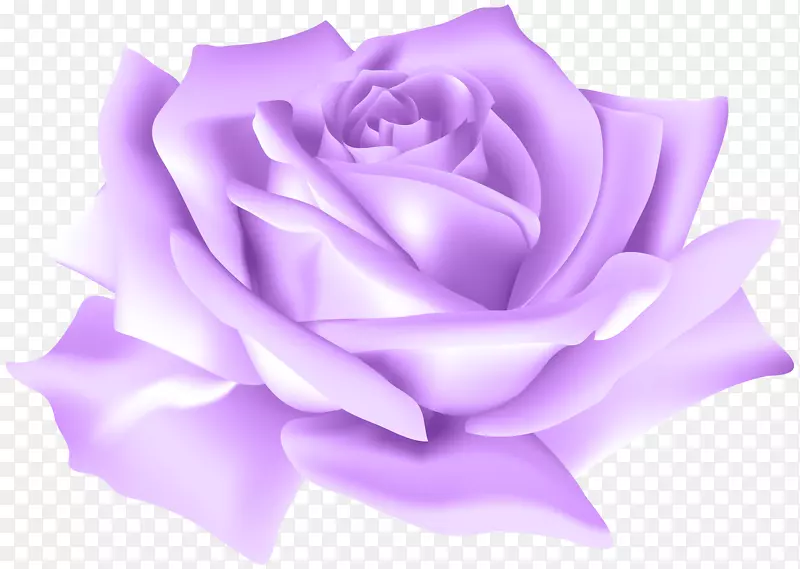 花园玫瑰，花蜈蚣，玫瑰剪贴画-紫玫瑰花PNG剪贴画形象