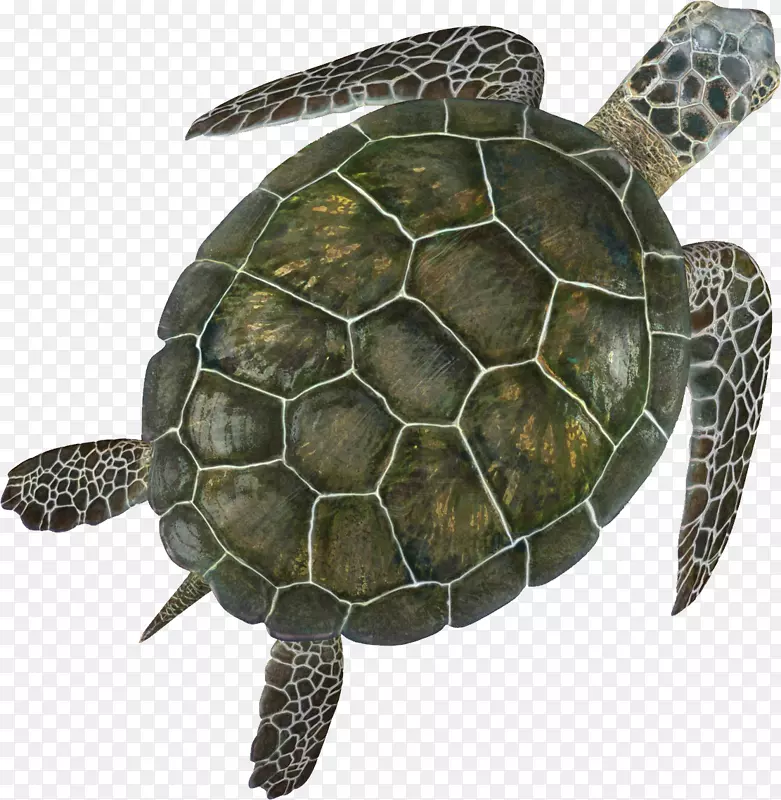 海龟壳-海龟壳