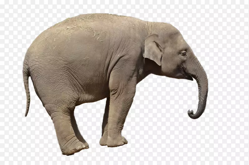 非洲森林象剪贴画-象PNG