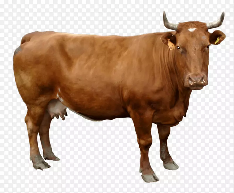 荷斯坦牛剪贴画-棕色牛PNG图像