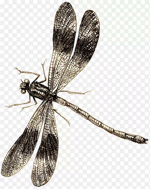 蜻蜓画片艺术-蜻蜓PNG