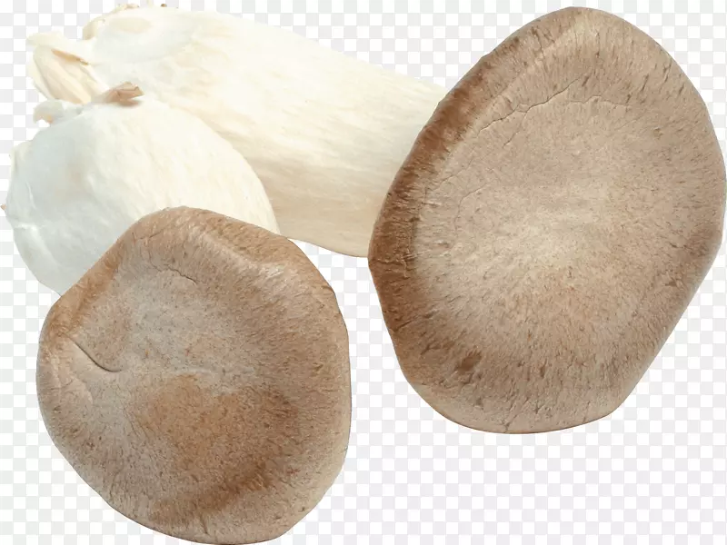 蘑菇光景-蘑菇PNG图像