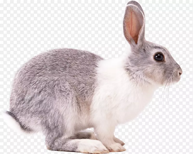 欧洲兔-兔PNG图像