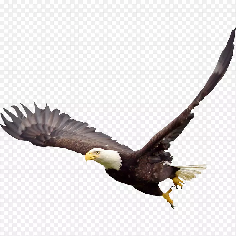 秃鹰动物喙野生动物-秃鹰PNG图像