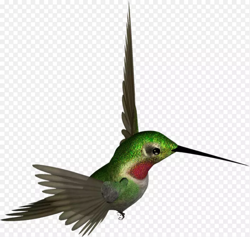 蜂鸟喙羽翅动物群-蜂鸟PNG