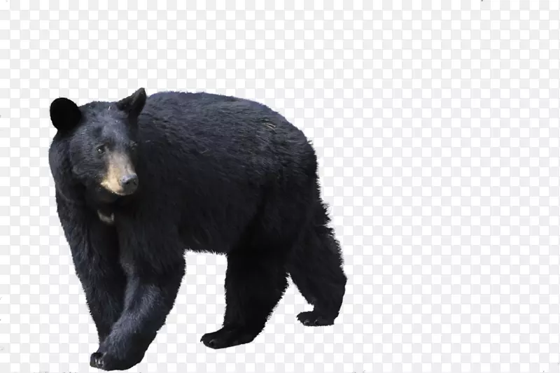 北极熊棕熊克模熊剪贴画-黑熊PNG图像