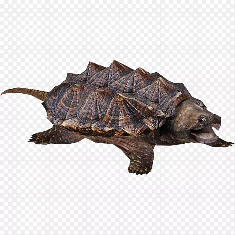 常见海龟鳄鱼咬龟-海龟咬龟PNG