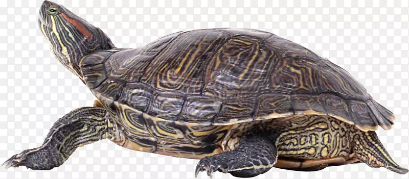 龟壳-海龟PNG