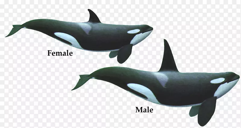 虎鲸齿鲸海豚-虎鲸PNG HD