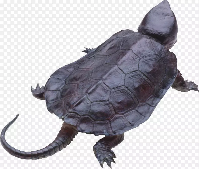 海龟-海龟PNG