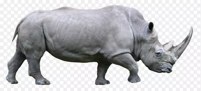 西部黑犀牛3D-犀牛PNG
