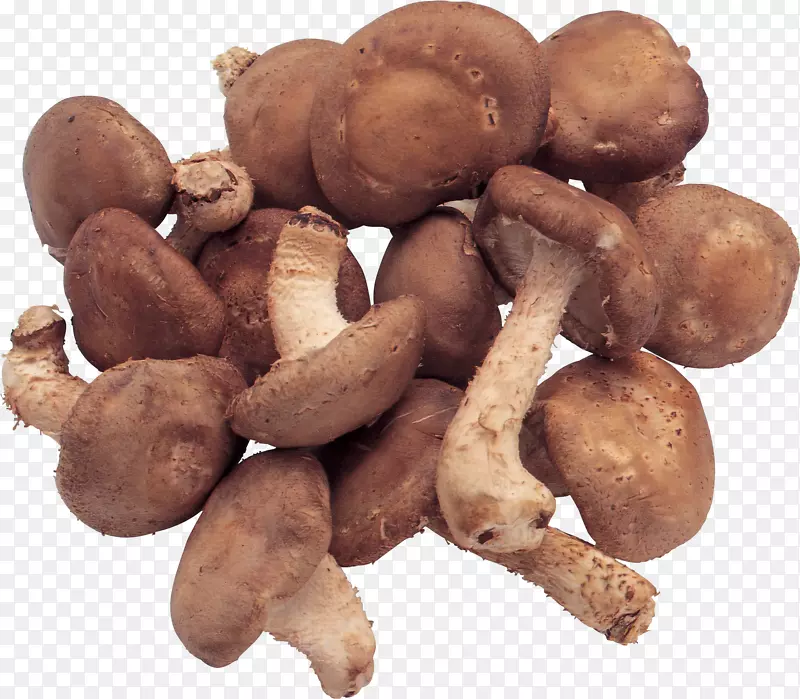 蘑菇真菌-蘑菇PNG图像
