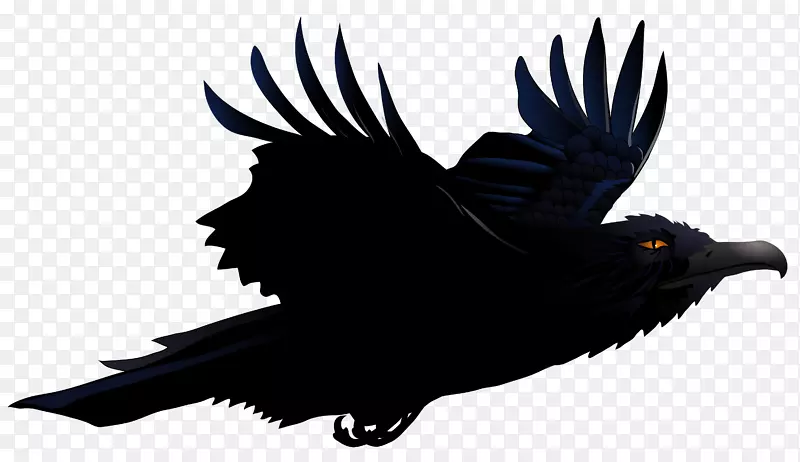 鸟类普通乌鸦剪贴画-乌鸦PNG图片