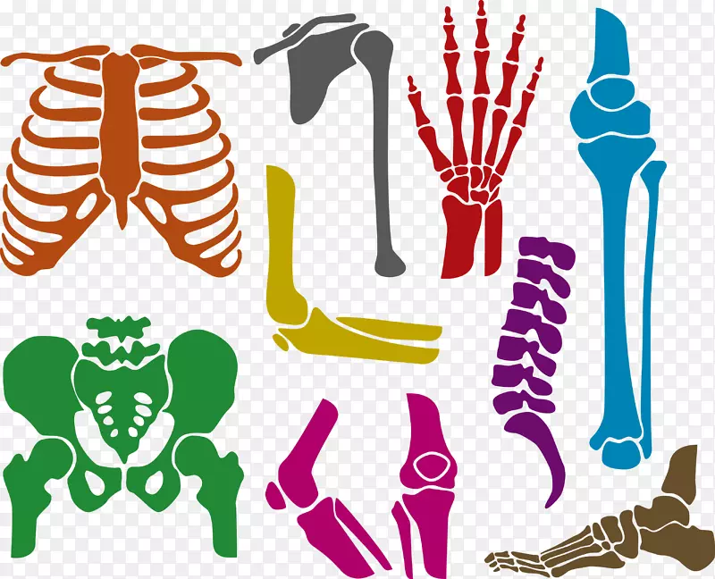 人体骨骼欧式-人体骨骼