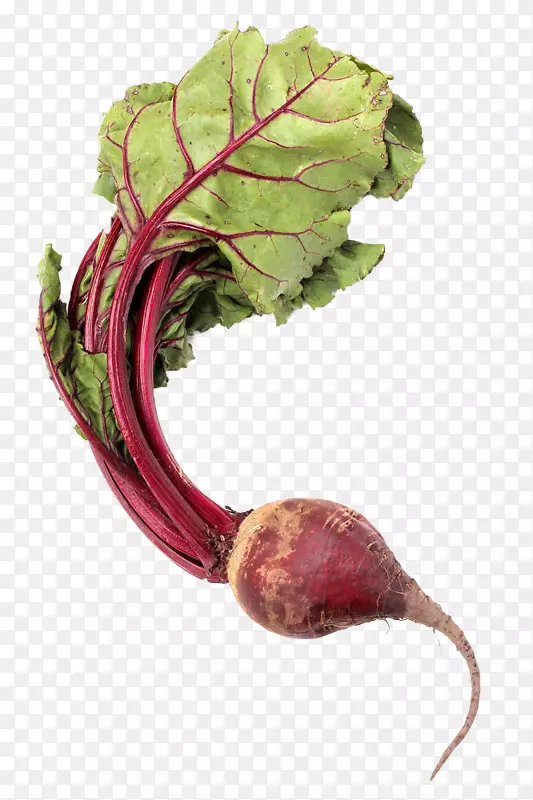 甜菜根蔬菜下载-紫甜菜