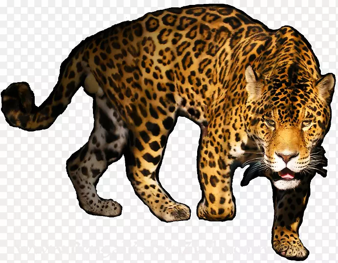 豹孟加拉猫虎豹PNG透明图像