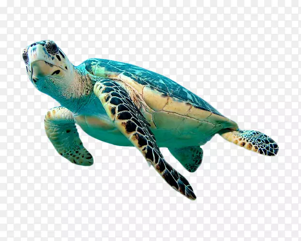 鹰嘴海龟绿海龟剪贴画-海龟元素