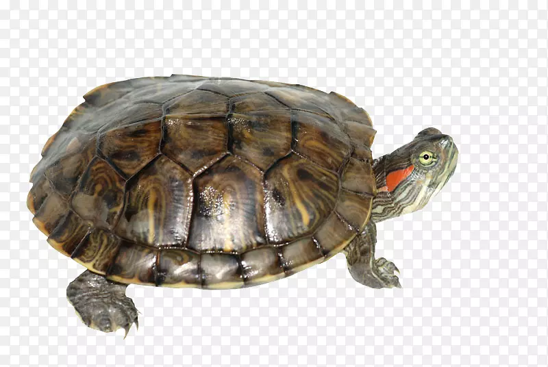 红耳滑块龟黄腹滑块爬行动物宠物盒龟透明PNG