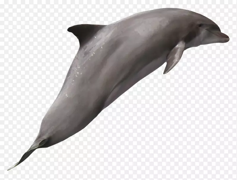 图库溪普通宽吻海豚批发白嘴海豚