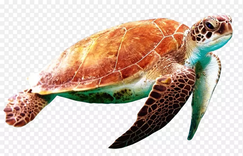 世界海龟日-海龟日