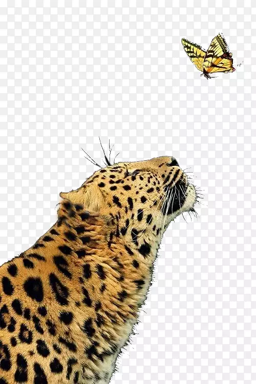 豹美洲豹蝴蝶猫科-凶猛的猎豹