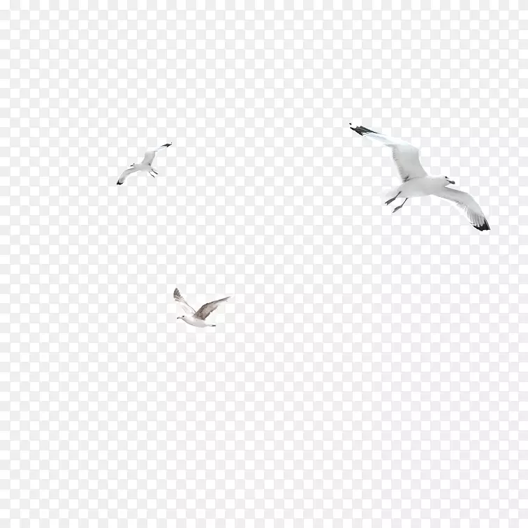 黑白角鸟-白鸥