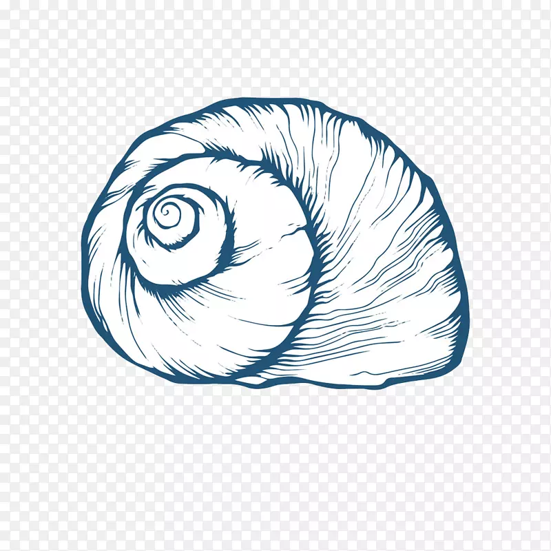 贝壳牡蛎画海螺