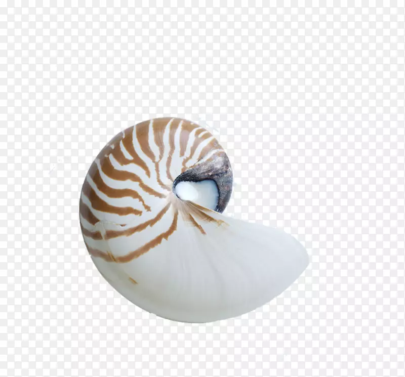 海螺海螺