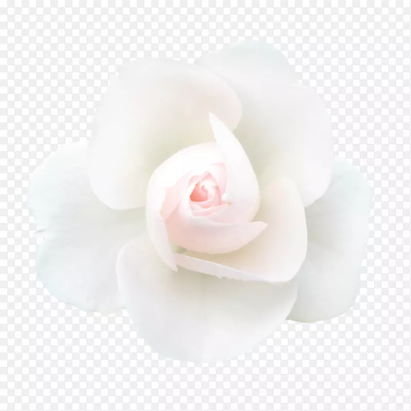 花园玫瑰白色花瓣创意抽象花手绘花卉创意