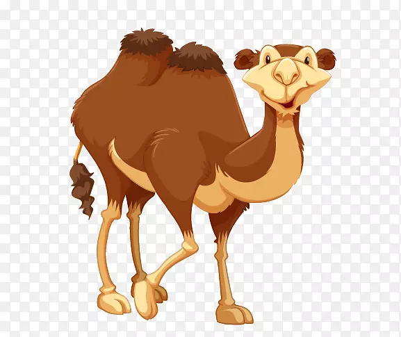 骆驼版税-免费剪贴画-骆驼