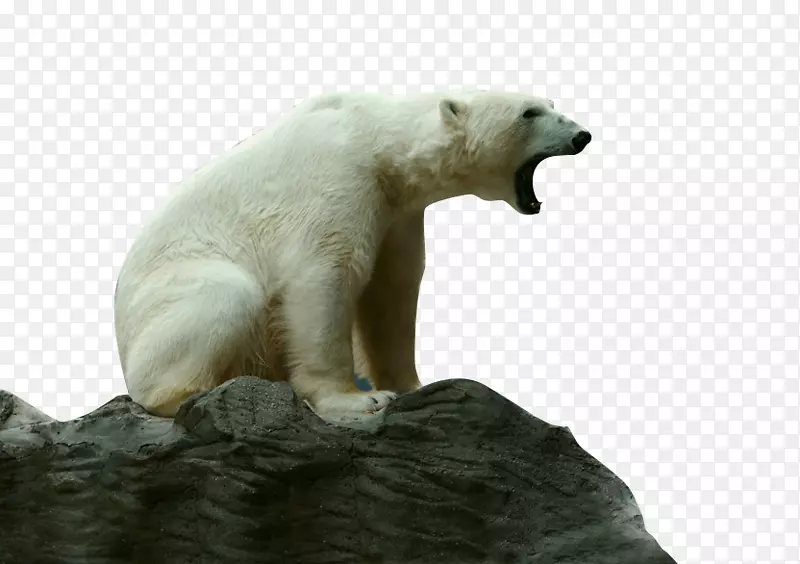 濒危物种濒危老虎动物咆哮的北极熊