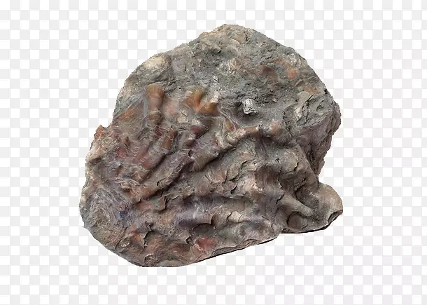 海贝壳化石岩石化石骨架