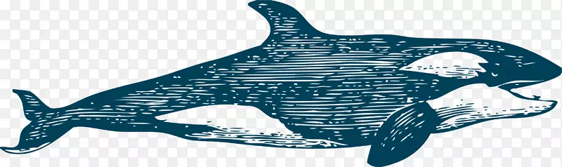 普通宽吻海豚图库溪鲸-白鲸游泳