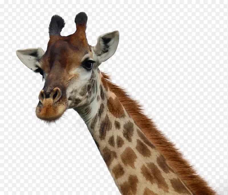 长颈鹿日动物园书-长颈鹿