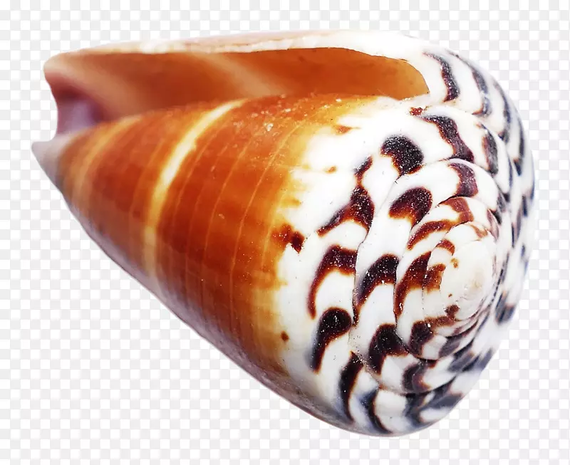 图标-海洋壳