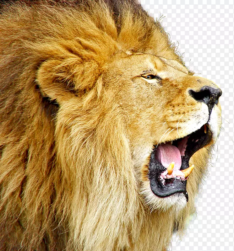 狮子猫-狮子咆哮png免费下载