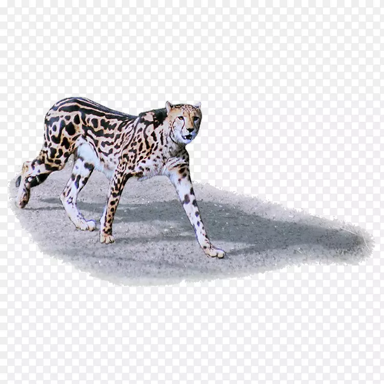 猎豹美洲虎狮子豹