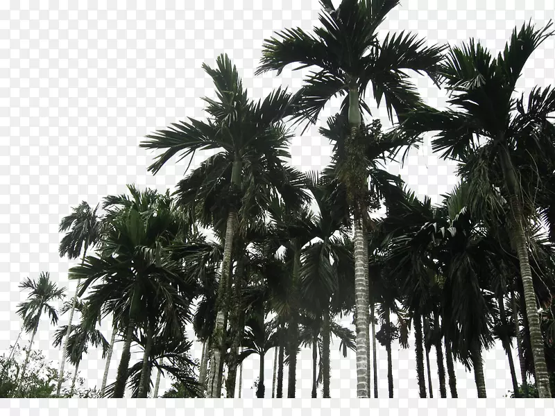 亚洲棕榈椰子万宁槟榔科椰子树