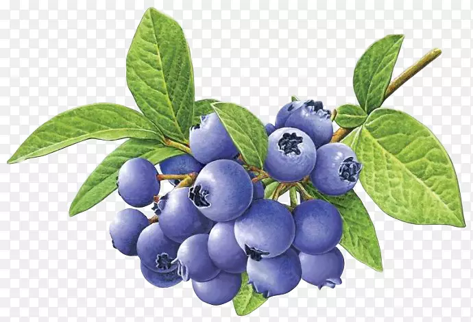 蓝莓茶-蓝莓