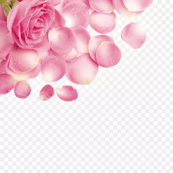 玫瑰花瓣粉红色-玫瑰花瓣带水滴
